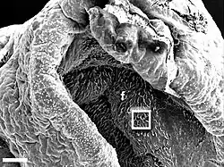 Rhinophorenfurchen mit Ziliarzellen an der Epitheloberfläche eines Kalifornischen Seehasen Elektronenmikroskop: mittlere Auflösung Skala: Balken=100 μm. f – Faltungen Quadrat – nächster Ausschnitt