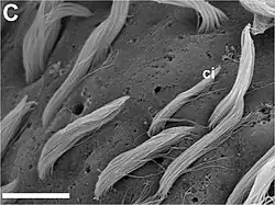 Poren mit und ohne austretende Zilienbündel. Elektronenmikroskop: hohe Auflösung. Skala: Balken=10 μm. ci – Zilien verschiedener Länge