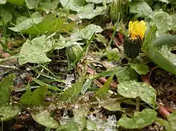 Zwei Stunden später bereits wieder angetauter Graupel.