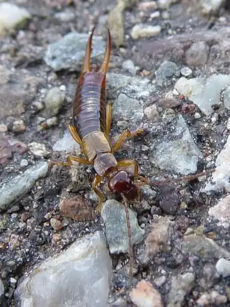 Auch der Gebüsch-Ohrwurm (Apterygidia media) ist sehr weit verbreitet. Im Bild zu sehen ist ein Männchen.