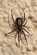 Edle Kugelspinne (Steatoda nobilis)