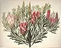 Protea mellifera Thunb. (Synonym für Protea repens L.)