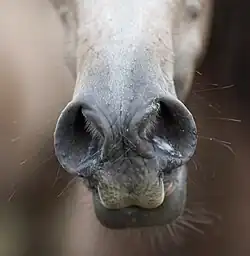 Aufgeblähte und damit runde Nüstern eines Pferdes