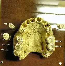 Das Fossil Arago 1: Oberkiefer und einzelne Zähne