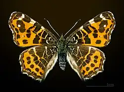 Araschnia levana f. levana