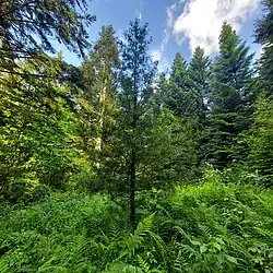Neuer Setzling inmitten des alten Baumbestands
