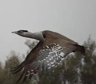 Wammentrappe im Flug