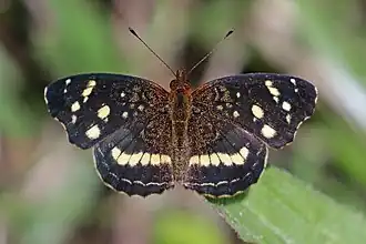 Anthanassa ardys ♀