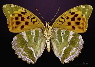 △ Ventralansicht ♀