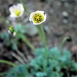 Arktischer Mohn (Papaver_radicatum)