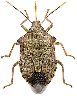 Waldwächter (Arma custos)