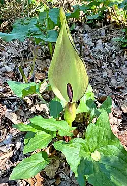 Aronstab (Arum maculatum)