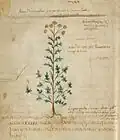 Pseudo-Apuleius Leiden 6. Jh. Herba artemisia leptofillos