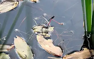 Paarung und Eiablage der Frühen Adonisjungfer