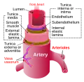 Arterie, tunica intima