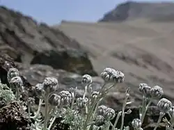 Artemisia granatensis