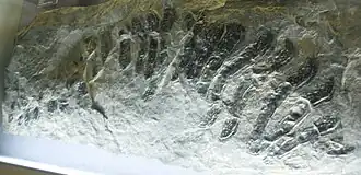 2015 – Arthropleura armata, hier repräsentiert durch ein Exemplar im Senckenberg Museum in Frankfurt