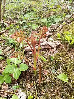Wald-Geißbart (junge Sprossen)