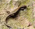 Eidechse an einer Mauer unterhalb der Saint-Germain-Terrasse