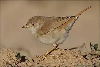 Wüstengrasmücke (Sylvia nana): besonders klein