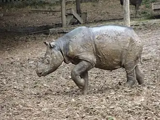 Sumatranashorn, 2008