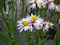 See-Aster