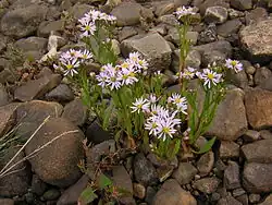 Strand-Aster (Blätter und Stängel)
