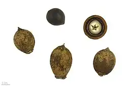 versch. Palmensamen (Attalea cohune, Attalea speciosa Astrocaryum aculeatum, Bactris&nbsp;gasipaes, Aiphanes horrida, Jubaea chilensis, Babassupalme, Nypa fruticans u.&nbsp;a.)