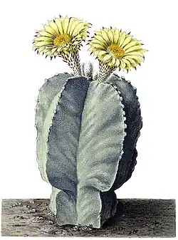 Astrophytum myriostigma