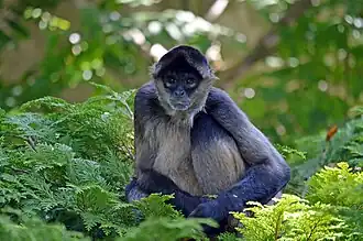 Geoffroy-Klammeraffe