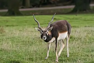 Hirschziegenantilope