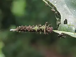 Junge Raupe (zweites Stadium)