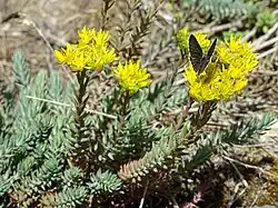 Felsen-Fetthenne (Tripmadame) (auch als Salat)