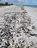 Atrinamuscheln markieren den Spülsaum auf Sanibel Island, Florida