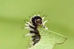 Großaufnahme Kopf Larvalstadium Attacus Atlas. Die Larve sitzt auf einem Blatt der Lorbeerkirsche. Man sieht die Mundwerkzeuge sowie die Brustbeine.