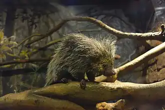 Mittelamerikanischer Baumstachler