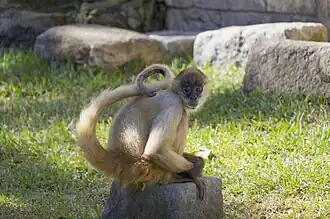 Geoffroy-Klammeraffe