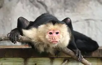 Weißschulter-Kapuzineraffe