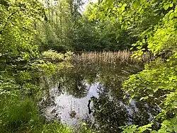 Waldteich Auf der Maar