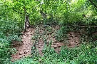 Aufschlüsse der Sand-Ton-Mischgesteine des Unteren Buntsandsteins im südöstlichen Bereich des Prallhangs.