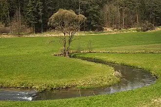 Die Aufseß – mäandernd in der Flussaue