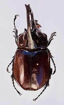 Augosoma centaurus