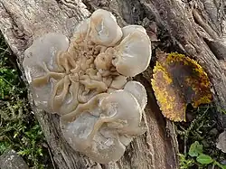 Gezonter Ohrlappenpilz Auricularia mesenterica
