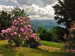 Rhododendronblüte am Merkurgipfel