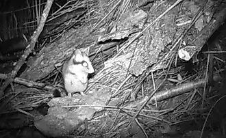 In einigen der Erd- und Holzhaufen leben die nachtaktiven seltenen Gartenschläfer