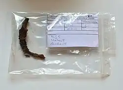 Nagel mit Holzanhaftungen