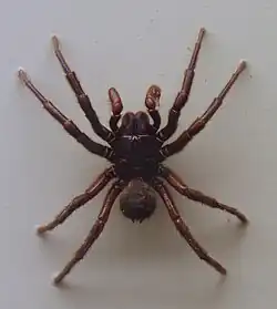 Männchen von Atrax yorkmainorum