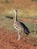Australian Bustard