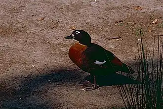 Australische Kasarka