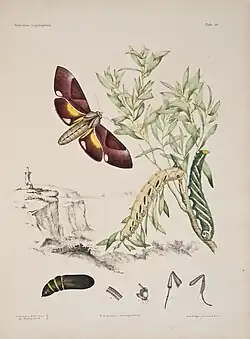 Tafel aus Australian Lepidoptera and their transformations